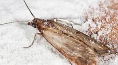 Prehrambeni krtica i kako se riješiti u kuhinji